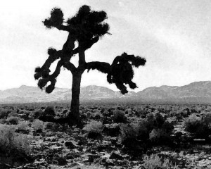 U2_the_joshua_tree
